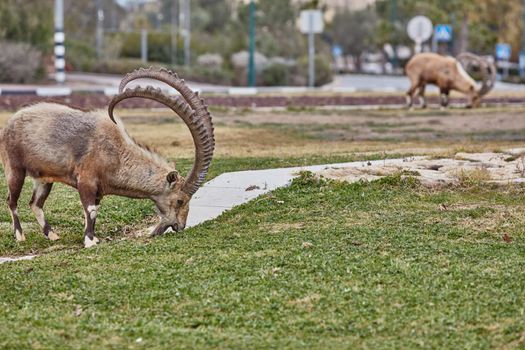 Ibex at the Mitzpe Ramon desert in the negev, Israel