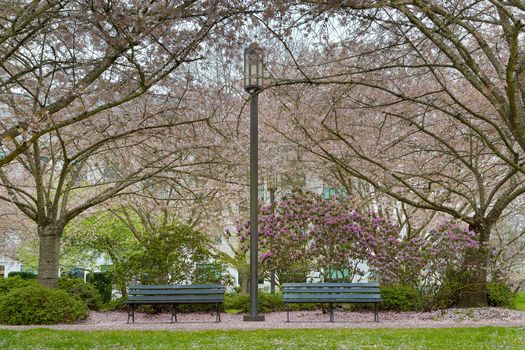 Cherry Blossom Trees by park benches and lamp posts in downtown park in Salem Oregon during spring season