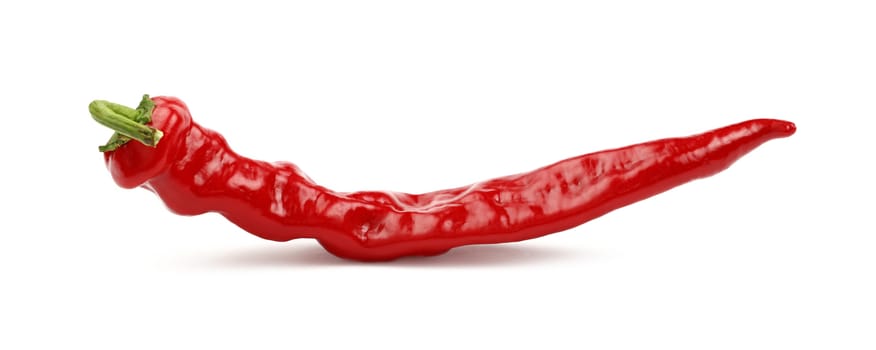 One whole fresh red hot chili pepper isolated on white background, close up, side low angle view