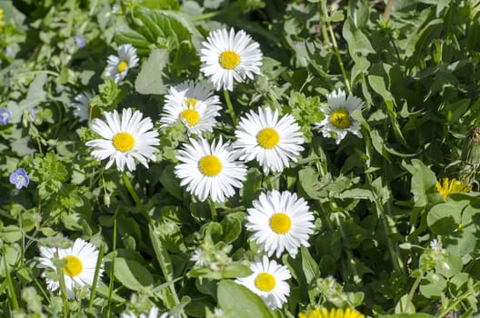 Spring field with daisy flowers