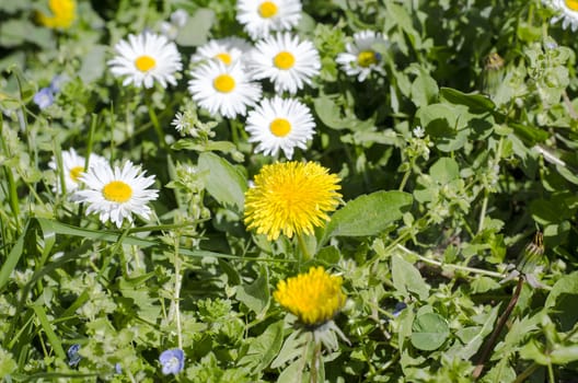 Spring field with daisy flowers