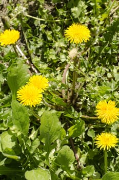 Spring field with dandelions