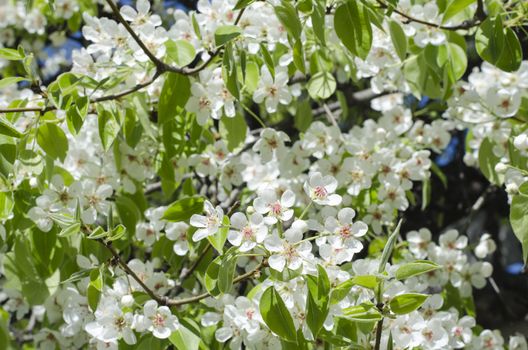 Spring blossoming pear tree