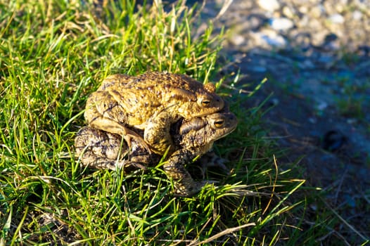 two big frogs bask in the sun