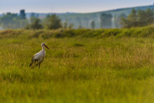 Stork is standing in a swamp during a summer evening.