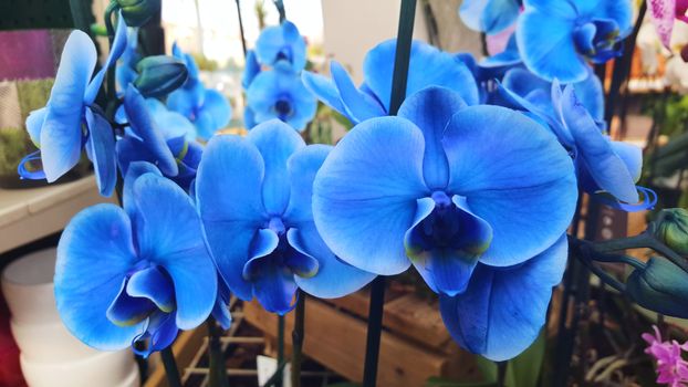 Blue electric Flowers orchidee indoor ornamental