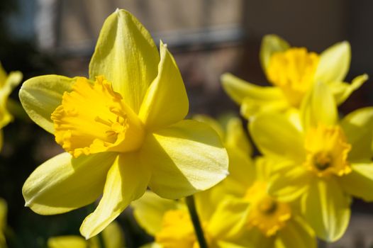 spring yellow daffodil Narcissus macro photo