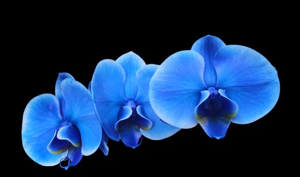 Photo artistic illustration first floor Blue electric flower orchidee colors