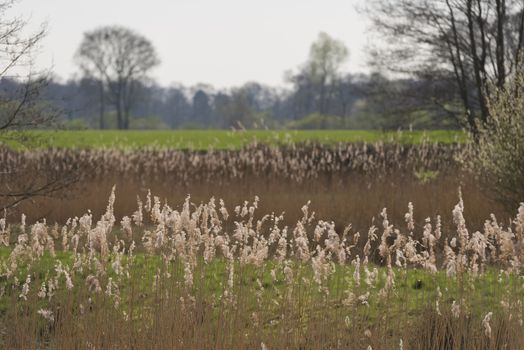 New nature in the form of widening of the Slingebeek in the municipality of Winterswijk in the Achterhoek in the Netherlands
