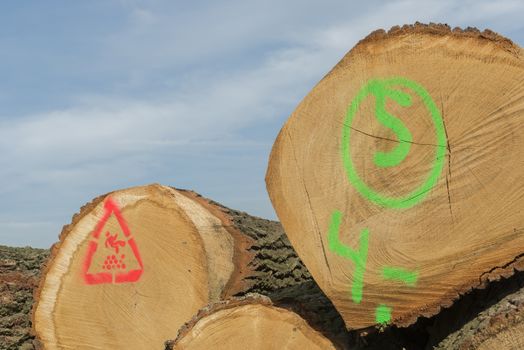 Sawn trunks stacked on the side of the road with warning icons against ascend in the Netherlands
