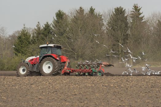 Agriculture red white tractor with plow and pecking seagulls on a future potato field in the Achterhoek in the Netherlands
