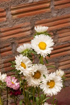 Field Of Daisies white flower in garden side home. Background brick wall.