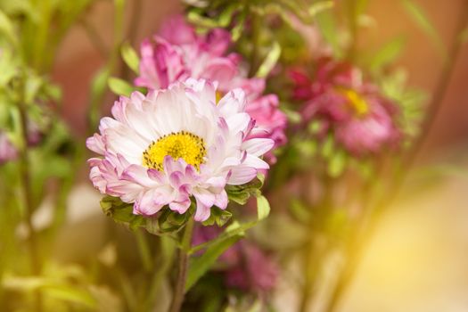 Field Of Daisies white flower in garden side home. Background brick wall.