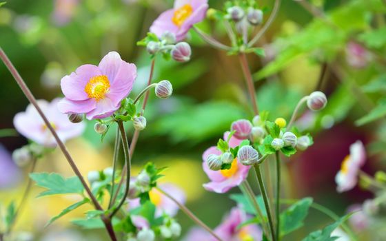Japanese anemone flowers in garden