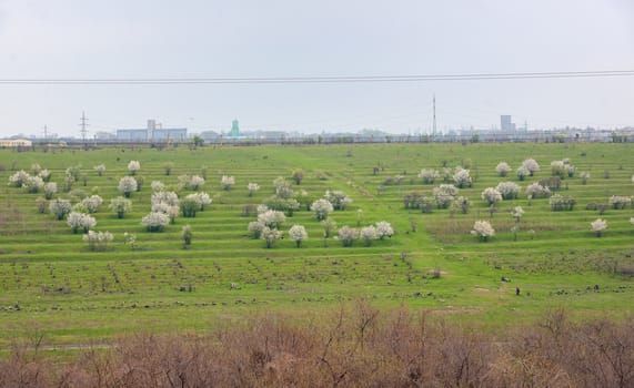 Blooming cherry trees on spring field