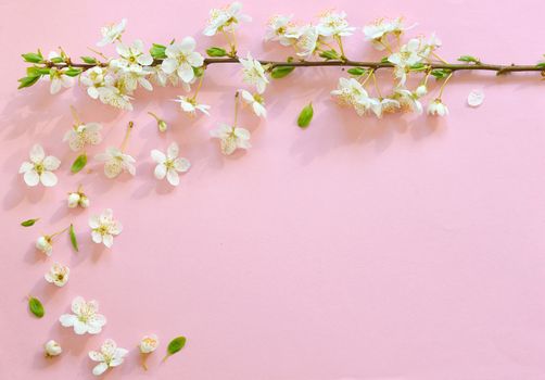 Cherry blossom on pink paper  background