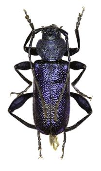 Violet Longhorn Beetle on white Background  -  Callidium violaceum (Linnaeus 1758)