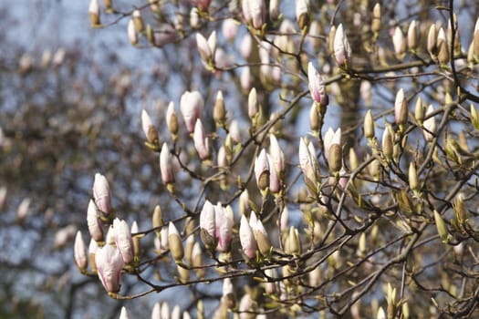  magnolia blossom