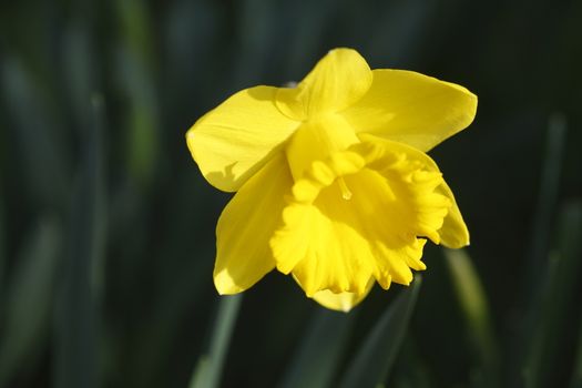 Yellow Daffodil      