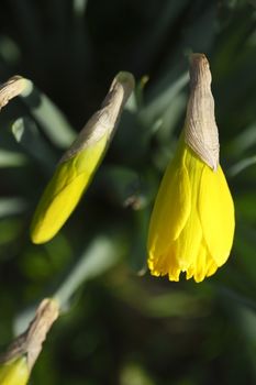 Yellow Daffodil      