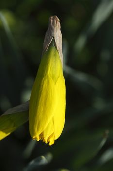 Yellow Daffodil      