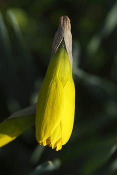 Yellow Daffodil      