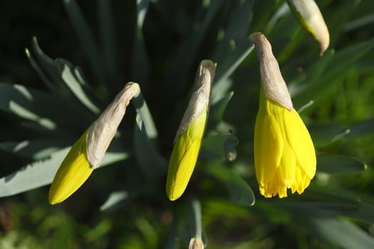 Yellow Daffodil      