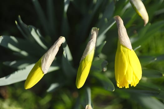 Yellow Daffodil      