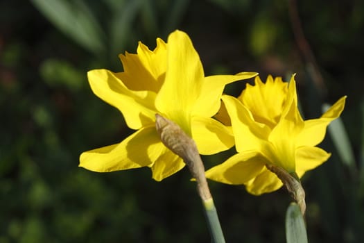Yellow Daffodils      