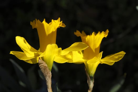 Yellow Daffodils      