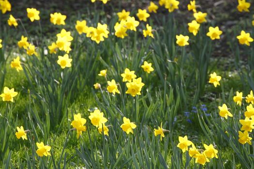 Yellow Daffodils      