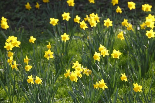 Yellow Daffodils      