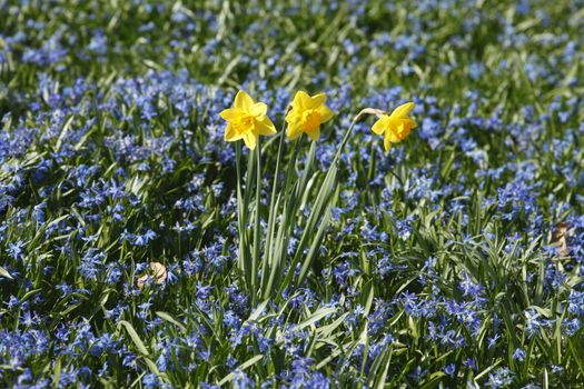 Yellow Daffodils      