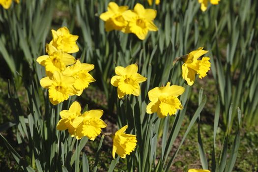 Yellow Daffodils      