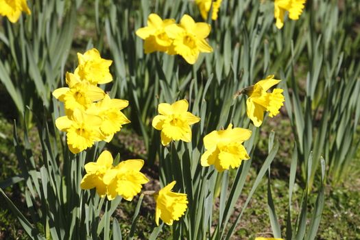 Yellow Daffodils      