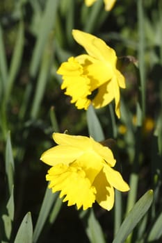 Yellow Daffodils      