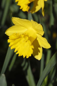 Yellow Daffodils      