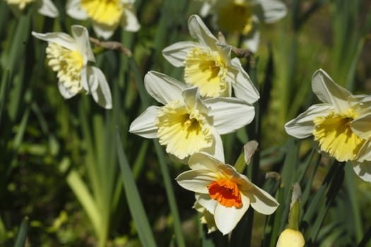 white Daffodils      