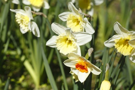 white Daffodils      