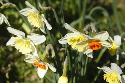 white Daffodils      