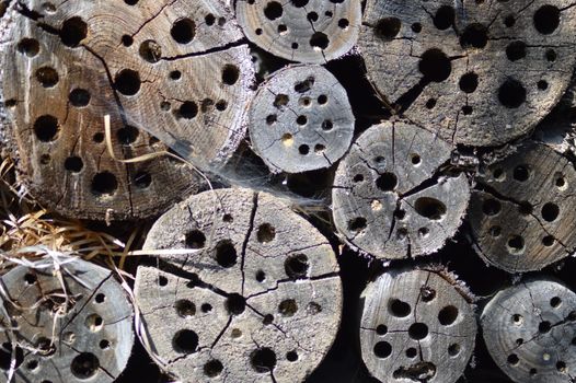 Pieces of wood form and transform into an insect hotel in an animal park of France