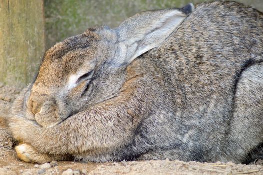 Rabbit gray in full nap in a wildlife park in France