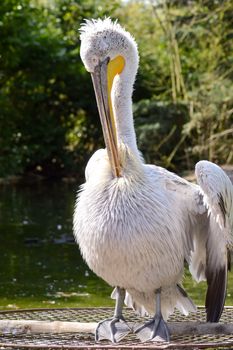 Pelican in front of a grove in an animal park in France