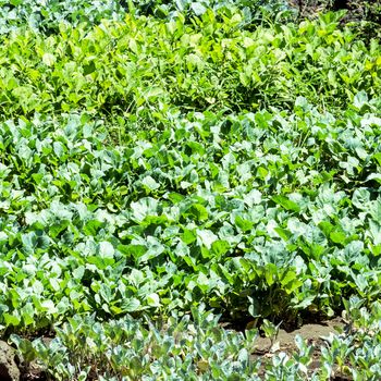 cultivation of vegetables various embassies from the summer sun