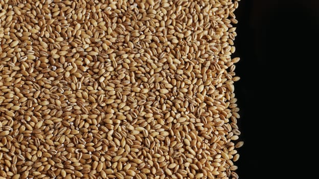 Wholegrain of pearl barley or wheat spill on left black background. Agriculture food raw seed. Closeup macro photo