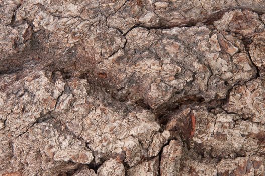 Abstract Background Bark Of An Old Oak