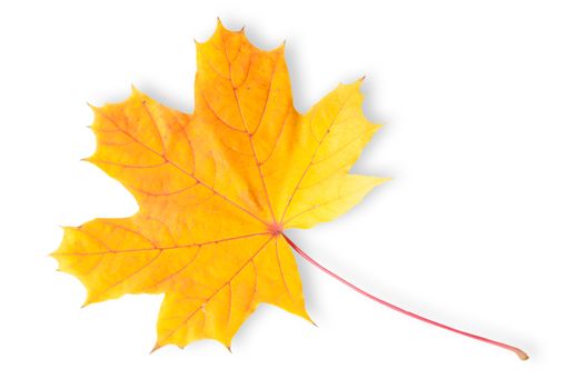 Autumn Maple Leaf Isolated On White Background