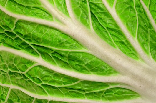 Abstract background closeup of juicy leaf Chinese cabbage