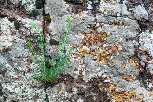 Abstract background of red granite moss and grass