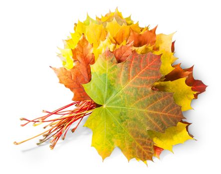 Bouquet Of Autumn Leaves Isolated On White Background